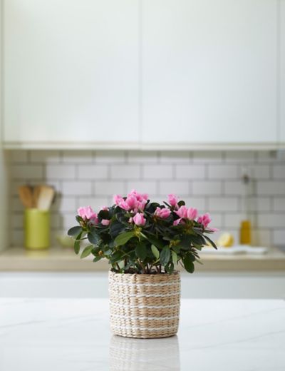 Flowering Pink Azalea Basket